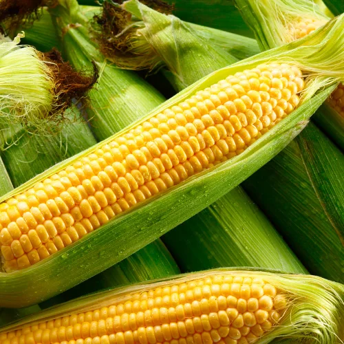 Maize (Makka)
