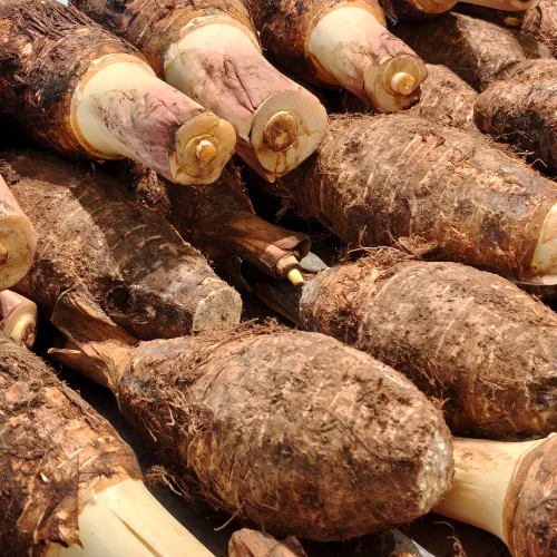 Yam (Suran / Arbi - Root Crop)